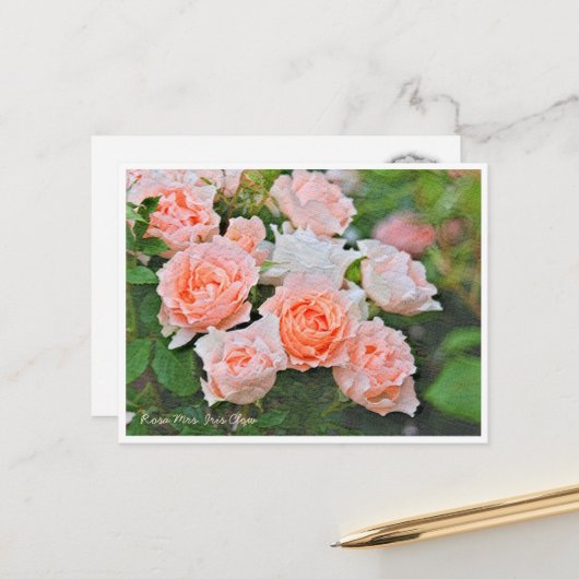 Rosa Mrs. Iris Clow Briefkaart (Voorkant / Achterkant in situ)