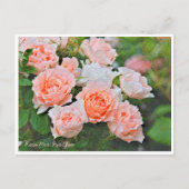 Rosa Mrs. Iris Clow Briefkaart (Voorkant)