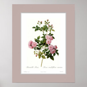 Rosa multiflora, aangepaste grens poster