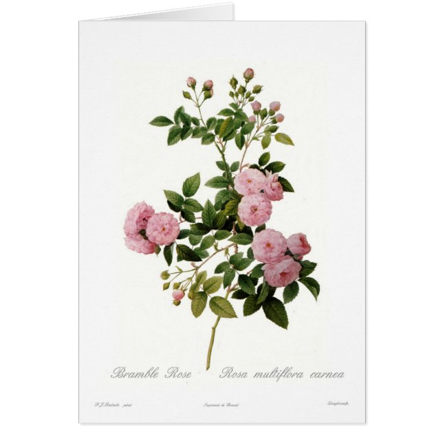 Rosa multiflora carnea (Bramble Roos) (Voorkant)