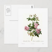 Rosa multiflora carnea (Bramble Roos) Briefkaart (Voorkant / Achterkant)