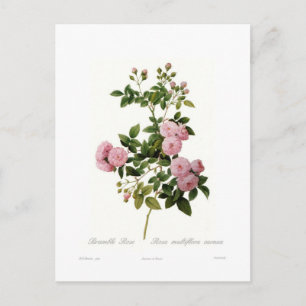 Rosa multiflora carnea (Bramble Roos) Briefkaart