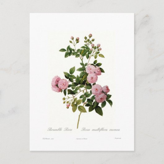 Rosa multiflora carnea (Bramble Roos) Briefkaart (Voorkant)