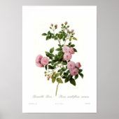 Rosa multiflora carnea (Bramble Roos) Poster (Voorkant)