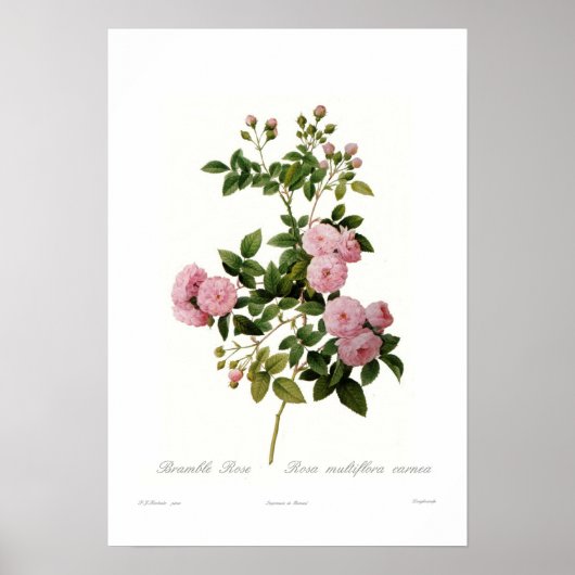 Rosa multiflora carnea (Bramble Roos) Poster (Voorkant)