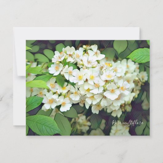 Rosa multiflora［Flat Card］ (Voorkant)