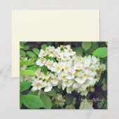 Rosa multiflora［Flat Card］ (Voorkant / Achterkant)