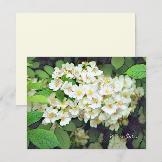 Rosa multiflora［Flat Card］ (Voorkant / Achterkant)