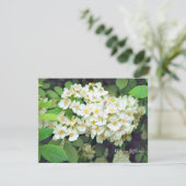 Rosa multiflora［Flat Card］ (Staand voorkant)