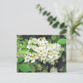 Rosa multiflora [Postcard] Briefkaart (Staand voorkant)