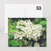 Rosa multiflora [Postcard] Briefkaart (Voorkant / Achterkant)