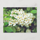 Rosa multiflora [Postcard] Briefkaart (Voorkant)