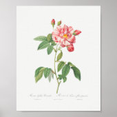 Rosa Mundi  Floral Pink Frans Roos Poster (Voorkant)