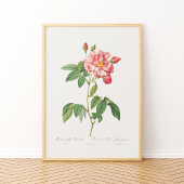Rosa Mundi  Floral Pink Frans Roos Poster