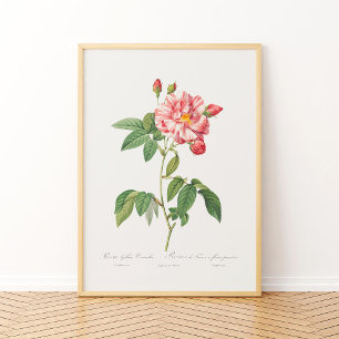 Rosa Mundi  Floral Pink Frans Roos Poster