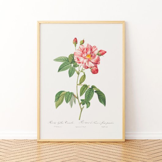 Rosa Mundi  Floral Pink Frans Roos Poster