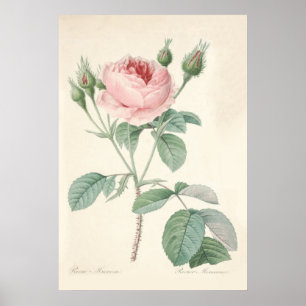 Rosa Muscosa Poster
