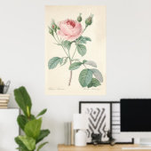 Rosa Muscosa Poster (Thuiskantoor)