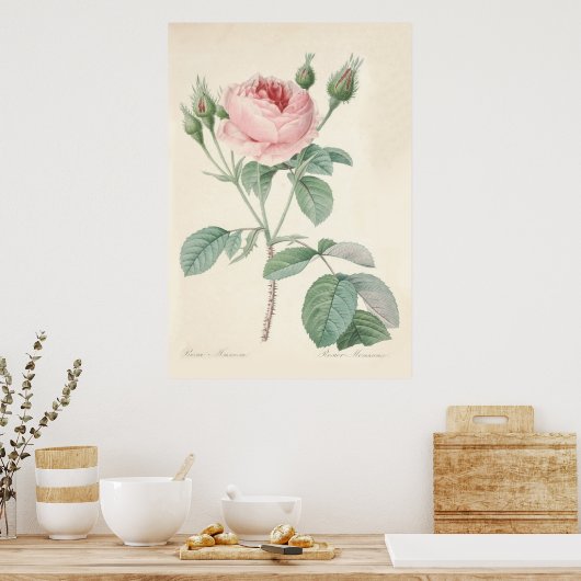 Rosa Muscosa Poster (Keuken)