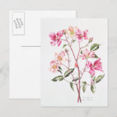 Rosa "Mutabilis" 1996 Briefkaart (Voorkant / Achterkant)