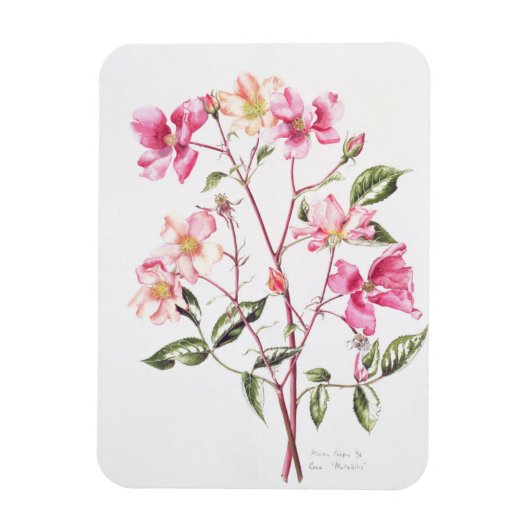 Rosa "Mutabilis" 1996 Magneet (Verticaal)