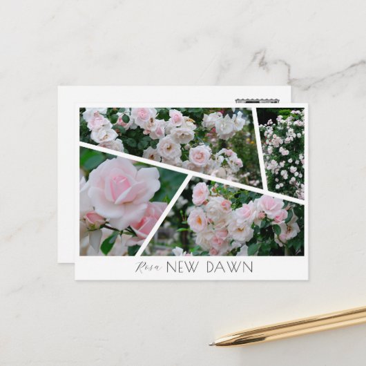 Rosa New Dawn Briefkaart (Voorkant / Achterkant in situ)