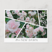 Rosa New Dawn Briefkaart (Voorkant)