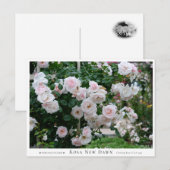 Rosa New Dawn Briefkaart (Voorkant / Achterkant)
