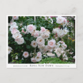 Rosa New Dawn Briefkaart (Voorkant)