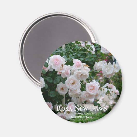 Rosa New Dawn Magneet (Voorkant / Achterkant)