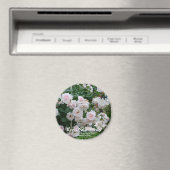 Rosa New Dawn Magneet (Insitu (Vaatwasser))