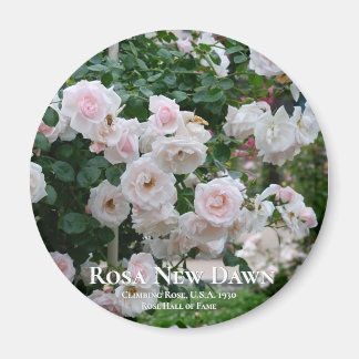 Rosa New Dawn Magneet