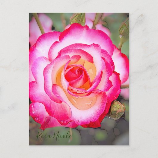 Rosa Nicole (Briefkaart) Briefkaart (Voorkant)