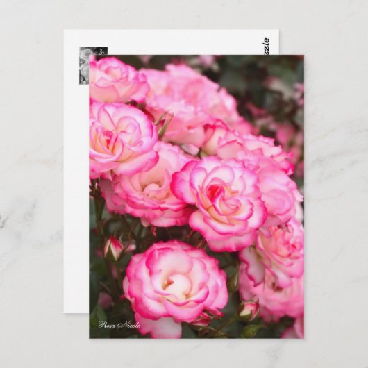 Rosa Nicole (Briefkaart) Briefkaart (Voorkant / Achterkant)