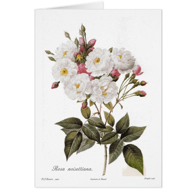 Rosa noisettiana (Voorkant)