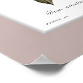 Rosa noisettiana, Douane grens Poster (Hoek)