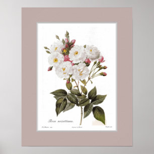 Rosa noisettiana, Douane grens Poster