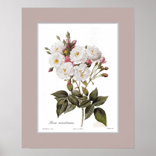 Rosa noisettiana, Douane grens Poster (Voorkant)
