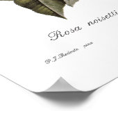 Rosa noisettiana poster (Hoek)