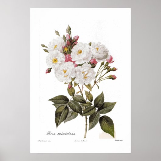 Rosa noisettiana poster (Voorkant)