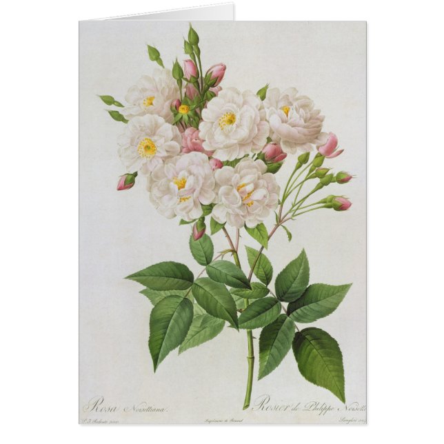 Rosa Noisettiana uit de Rozen van Les (Voorkant)