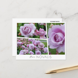 Rosa Novalis Briefkaart