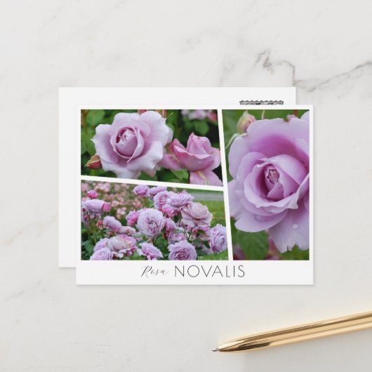 Rosa Novalis Briefkaart (Voorkant / Achterkant in situ)