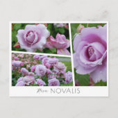 Rosa Novalis Briefkaart (Voorkant)
