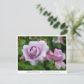 Rosa Novalis Briefkaart (Staand voorkant)