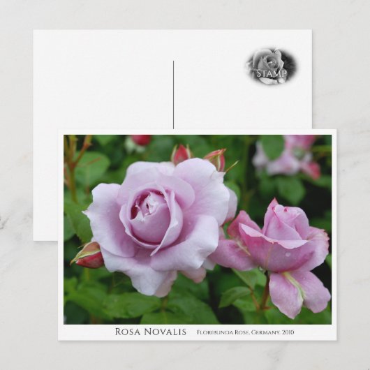 Rosa Novalis Briefkaart (Voorkant / Achterkant)