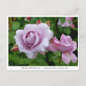 Rosa Novalis Briefkaart (Voorkant)