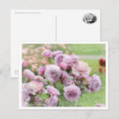 Rosa Novalis Briefkaart (Voorkant / Achterkant)