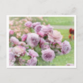 Rosa Novalis Briefkaart (Voorkant)