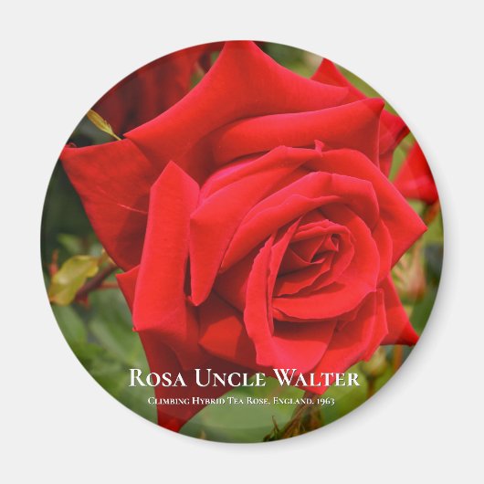 Rosa oom Walter Magneet (Voorkant)